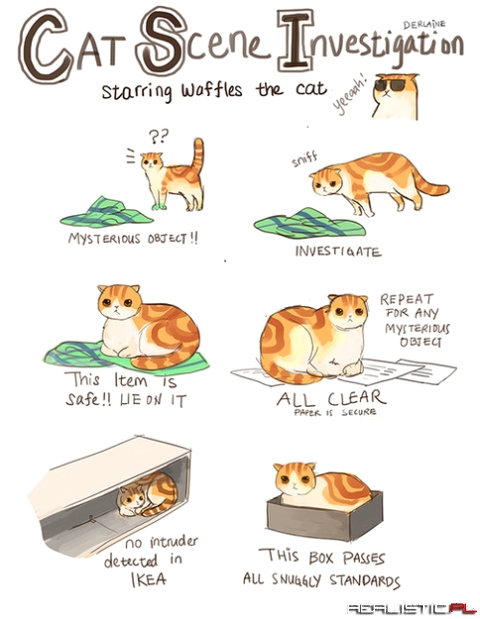 Cat scene investigation