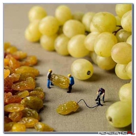 How grapes are created
