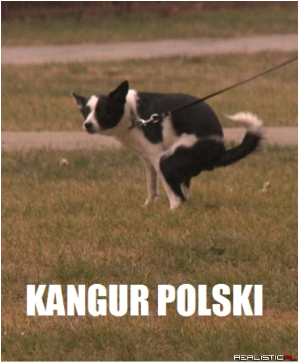 Jaki kraj taki kangur