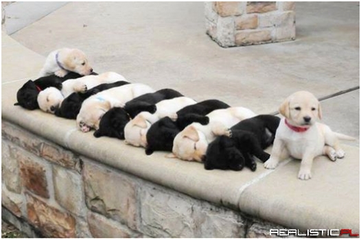 So adorable. They look like a piano!