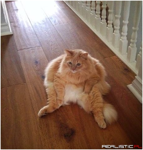 Wherever he sits, he's his own chair