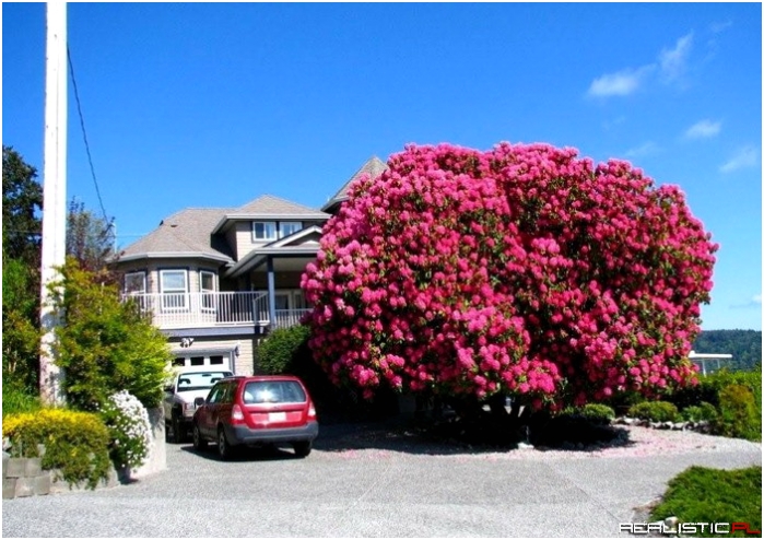 120-letni rododendron