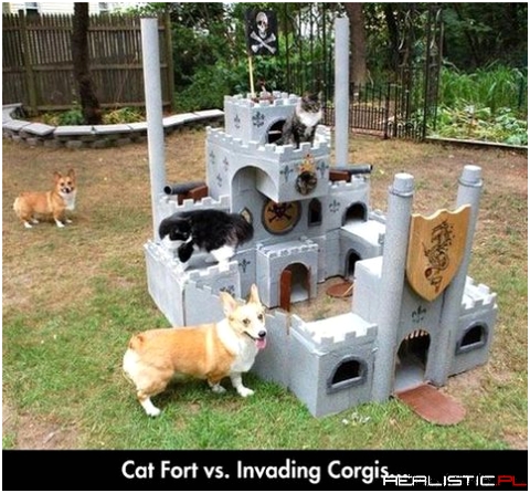 Cat fort