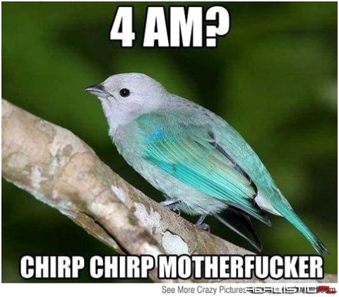 Chirp chirp