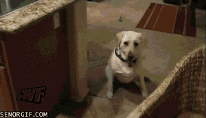 Clever dog