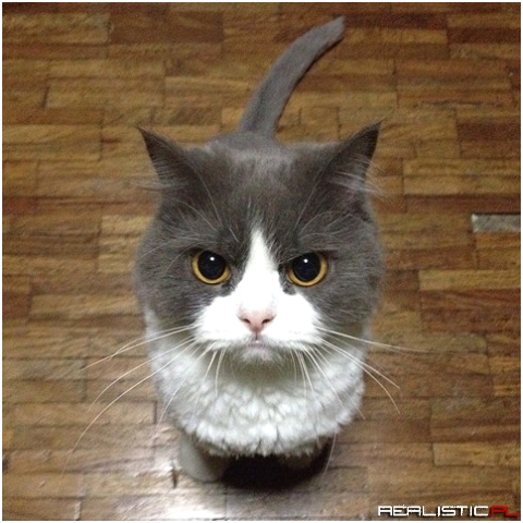 Condescending Cat is not happy with me