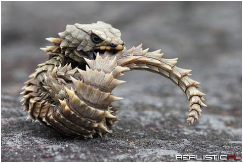 Cordylus cataphractus