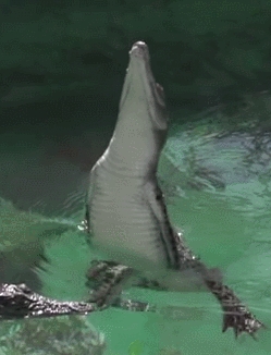 Crocodile