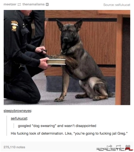 Dog sewaring