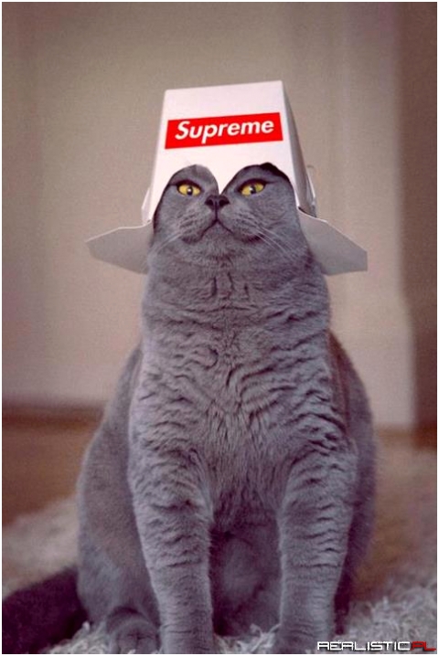 HypeCat