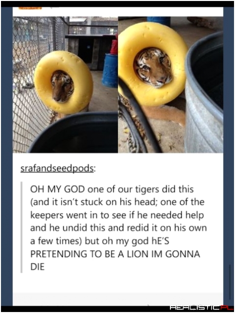 I feel like he is lion to me