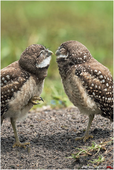 Just One More Kiss
