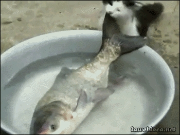 Kitty want to go fishing too