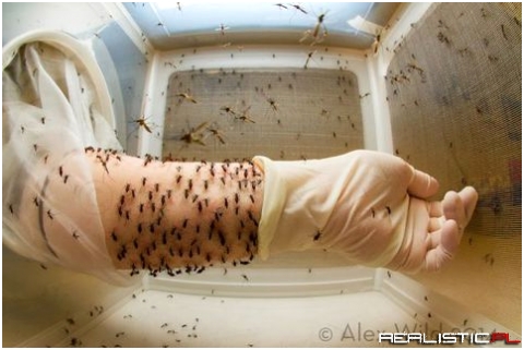 Laboratory mosquitoes have to eat, too