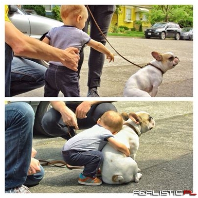 Little boy meets french bulldog
