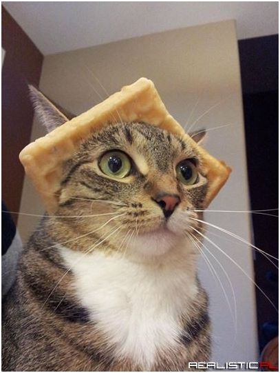 Majestic Wafflecat