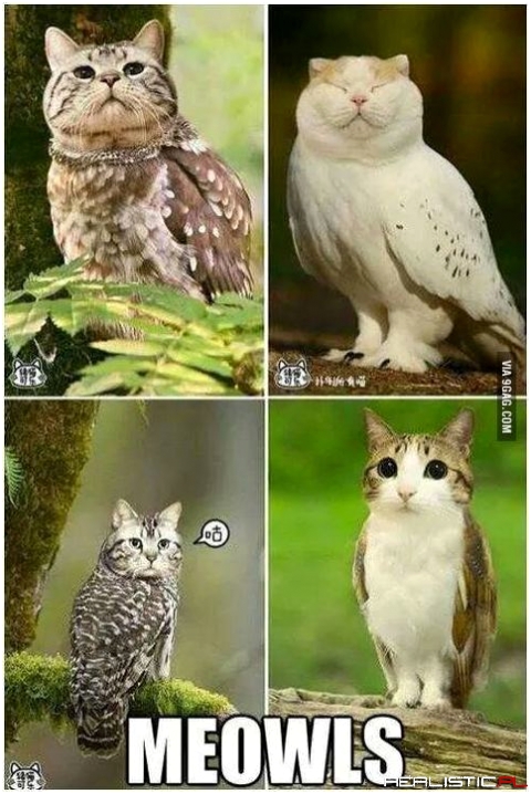 Meowls