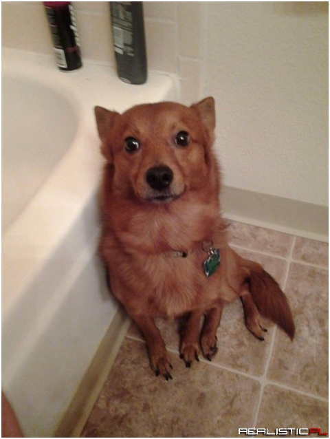 My dog always folllows me into the bathroom and just stares