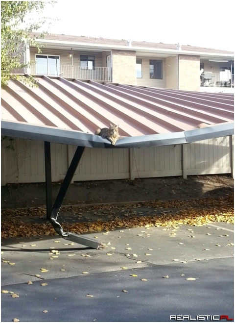 Omg how much does that cat weigh