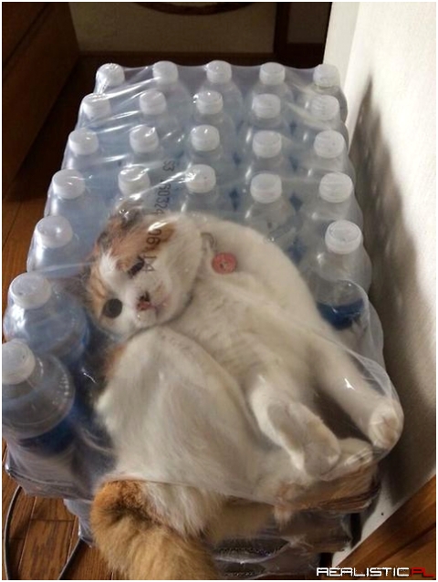 Poor kitty