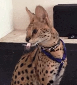 Poor mouse