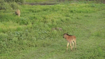 Protector