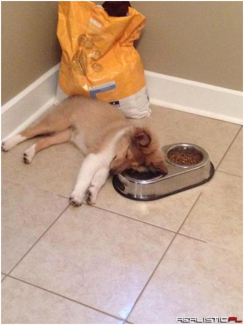 Puppy passed out while drinking her water