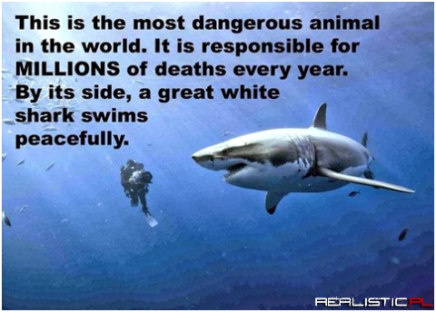 Shark