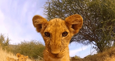 Simba