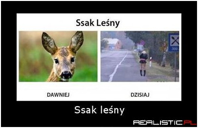 Ssak leśny