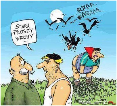 Stara płoszy wrony