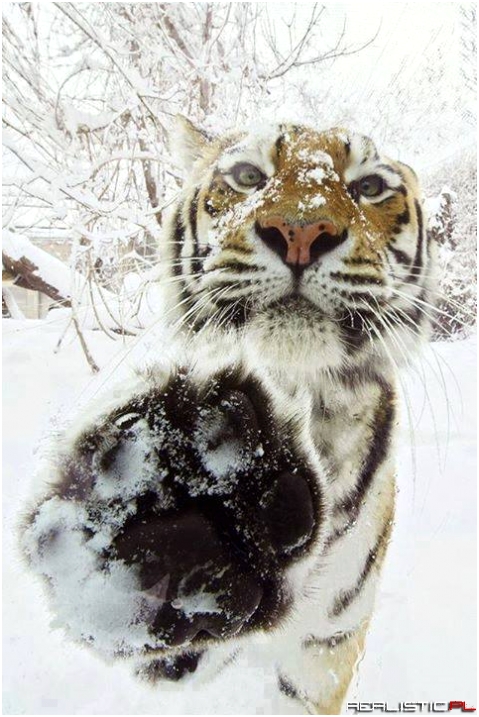 Tiger selfie