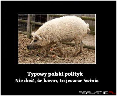 Typowy polski polityk