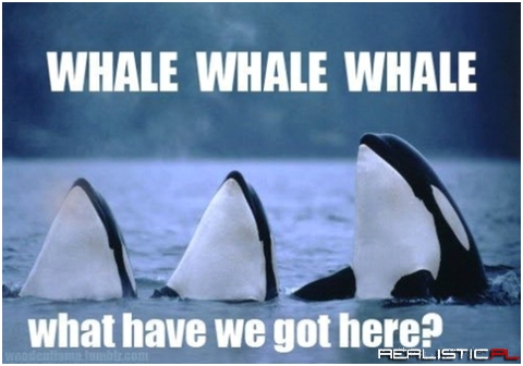 Whale