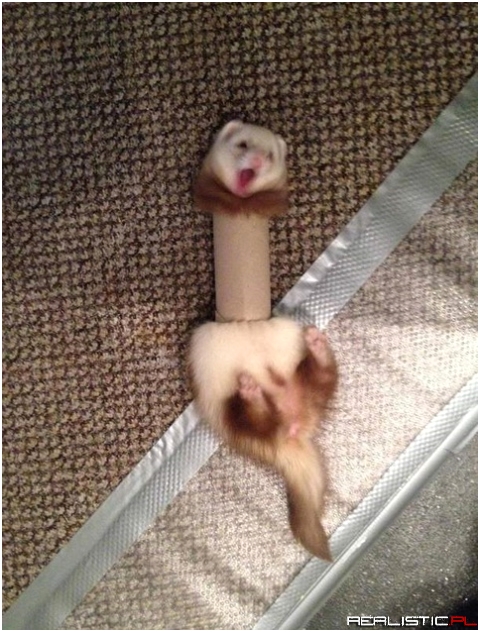 Wtf