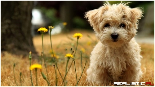 A Dandy Little Pup