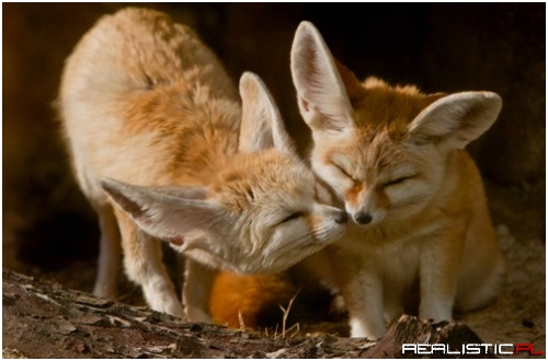 A Fennec Foxy Kiss