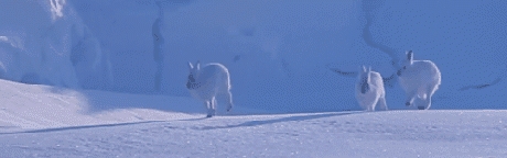 Arctic Hares on a Tear