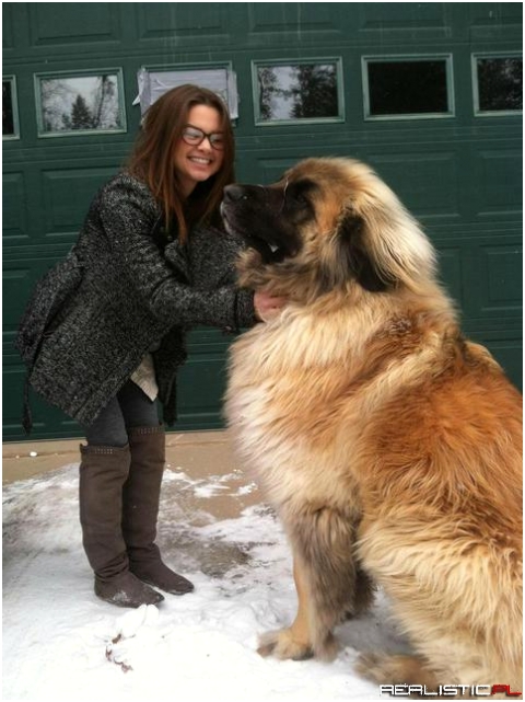 Big dog