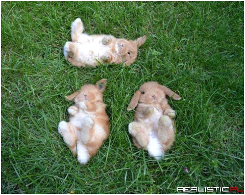 Bunny friends looking at the sky together