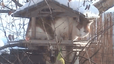 Cat in a Birdhouse