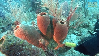 Check Out the Amazing Filtration Ability of These Ocean Sponges