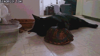 Come Out of Your Shell, Dude