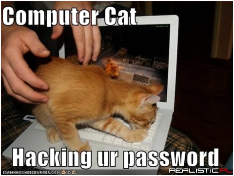 Computer cat
