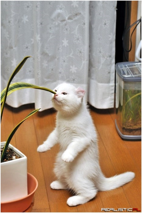 Dis is Nawt a Flower...