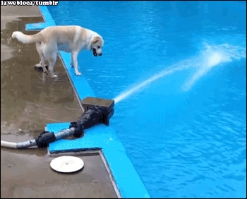 Dog fail