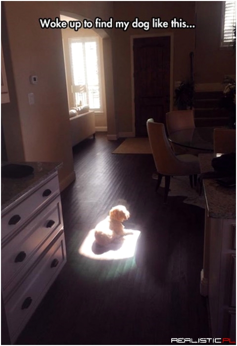 Dogs are a Real Blessing
