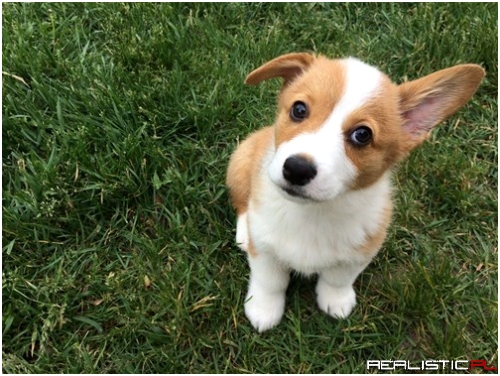 Don't Worry! I'll Keep an Ear Out!
