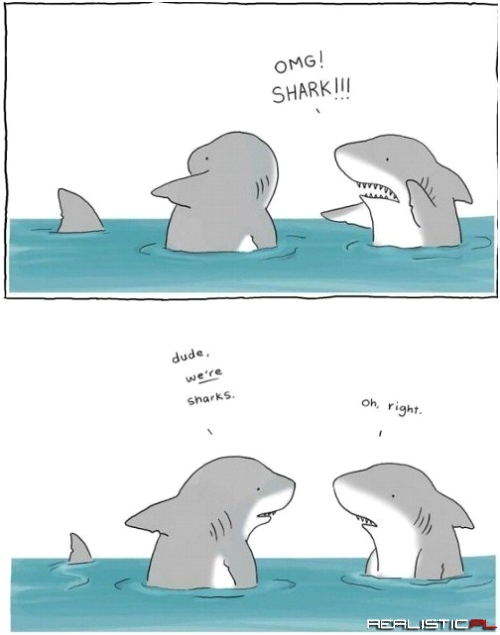 Dude, a Shark!