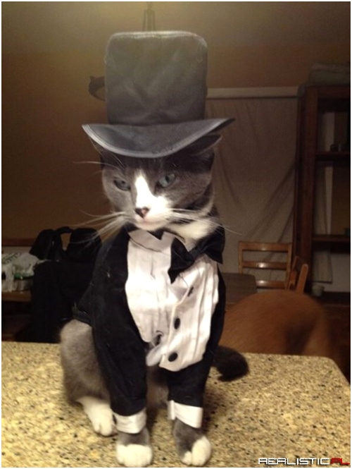 Every Girl's Crazy 'Bout a Sharp-Dressed Cat